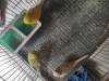 Budgerigar